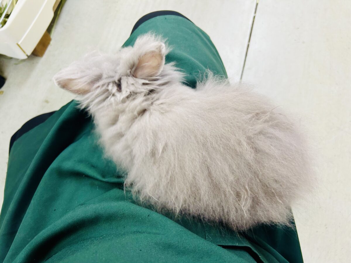 アンゴララビット