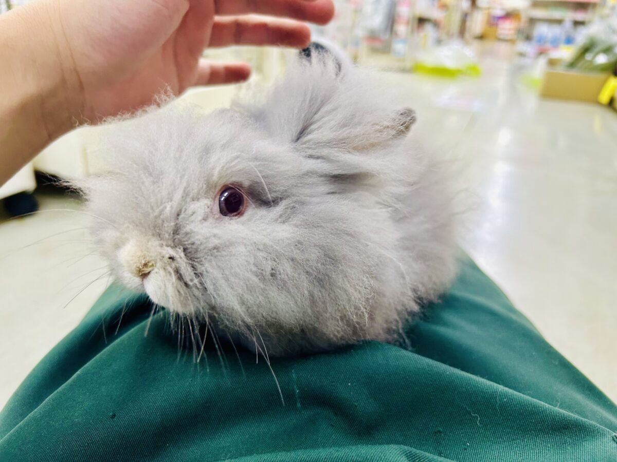 アンゴララビット