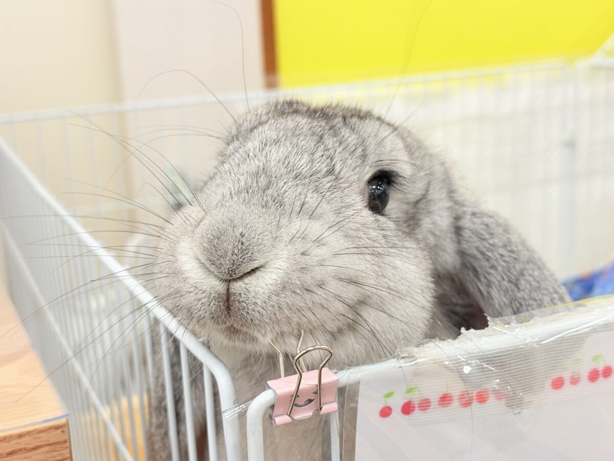 フレンチロップイヤー
