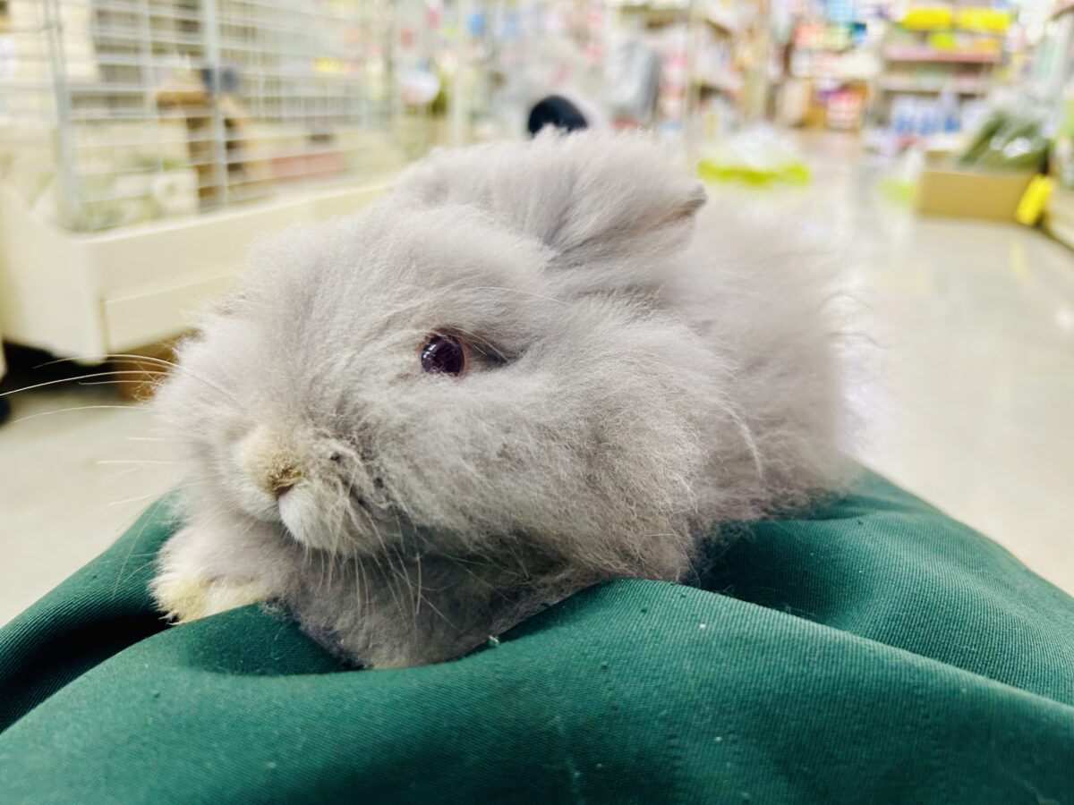 アンゴララビット