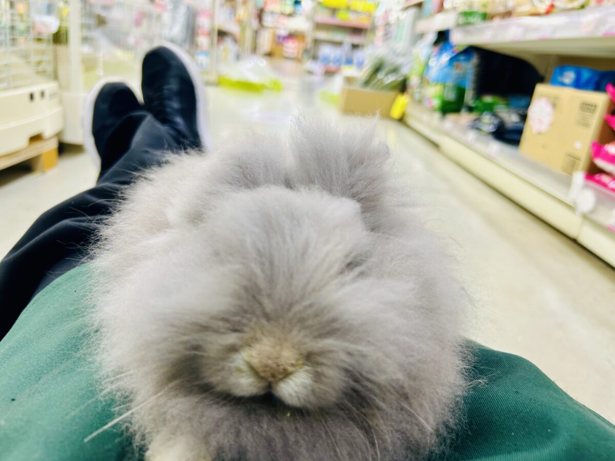 アンゴララビット