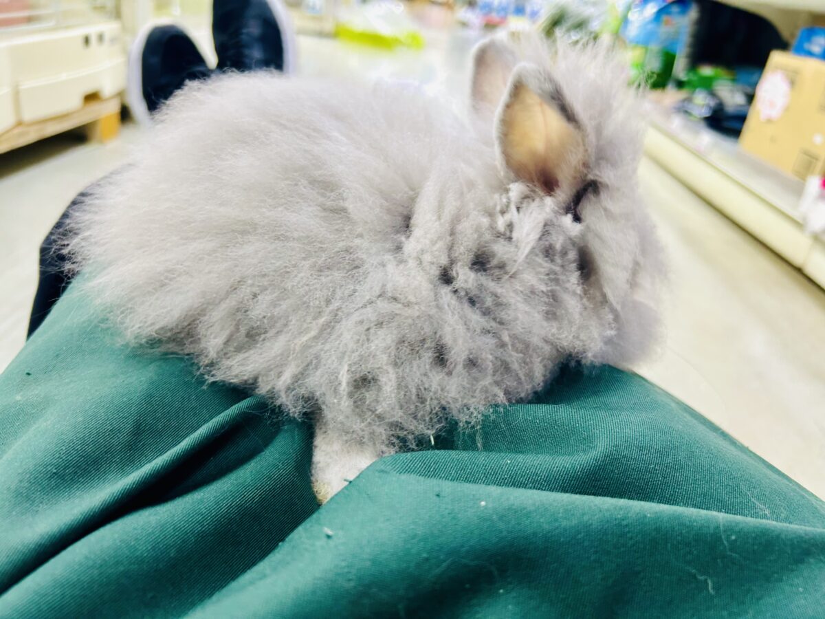 アンゴララビット