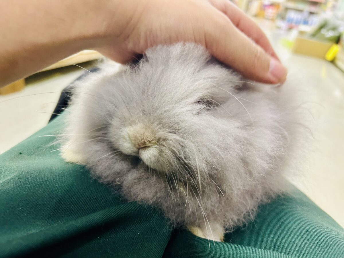 アンゴララビット