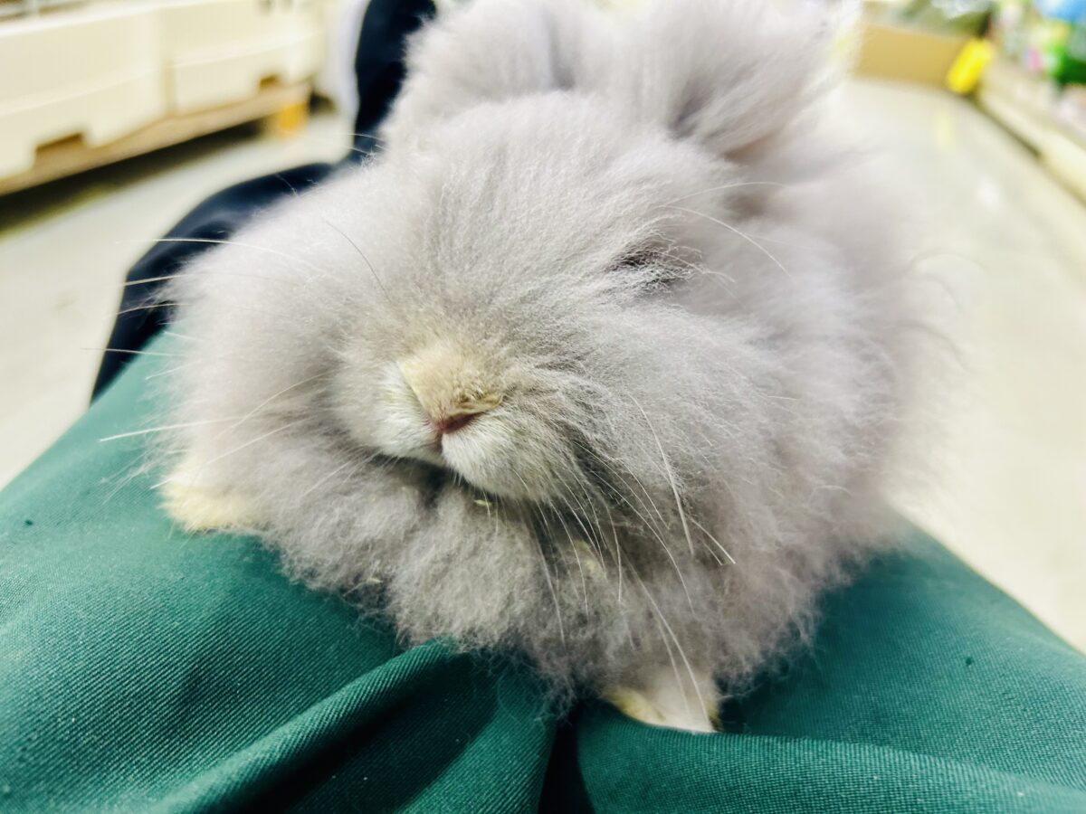 アンゴララビット