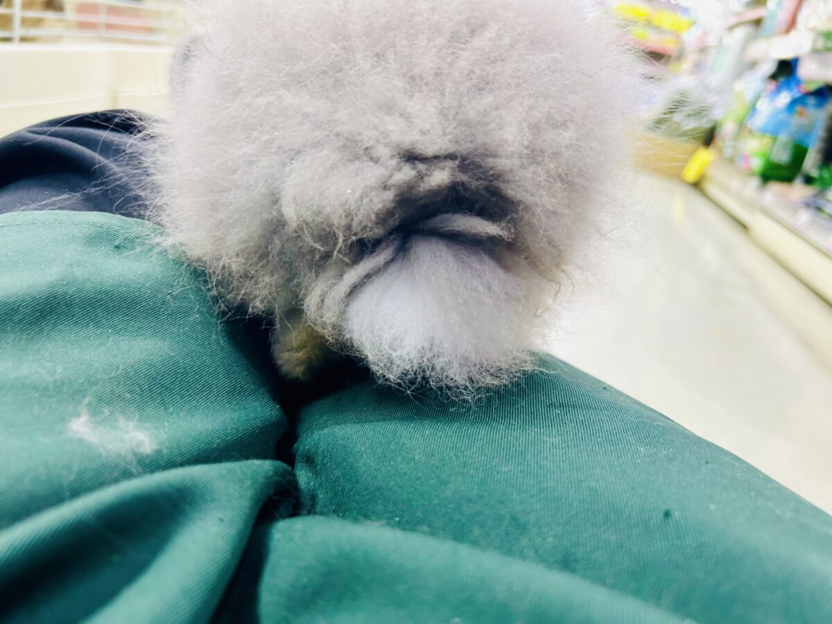 アンゴララビット