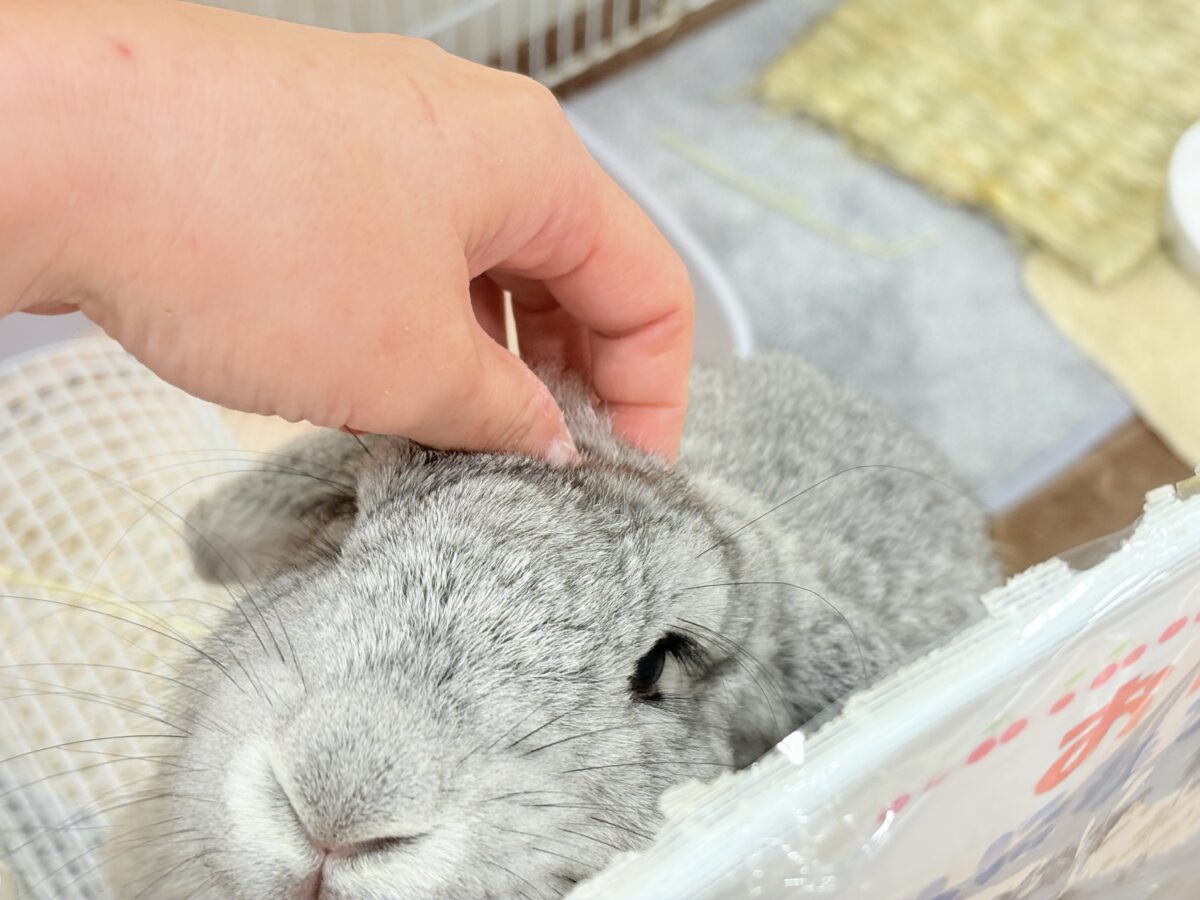 フレンチロップイヤー