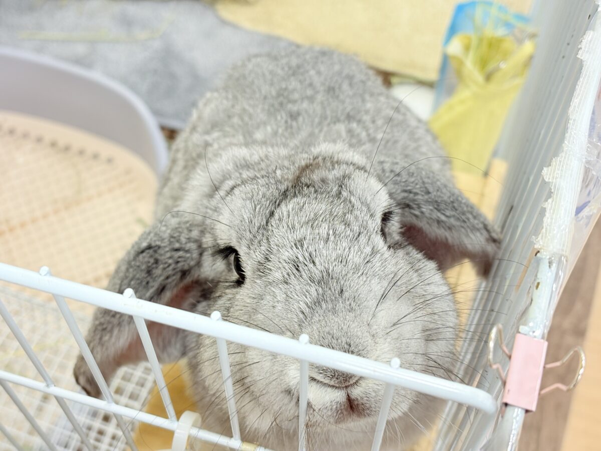 フレンチロップイヤー