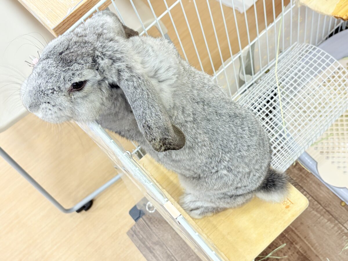 フレンチロップイヤー