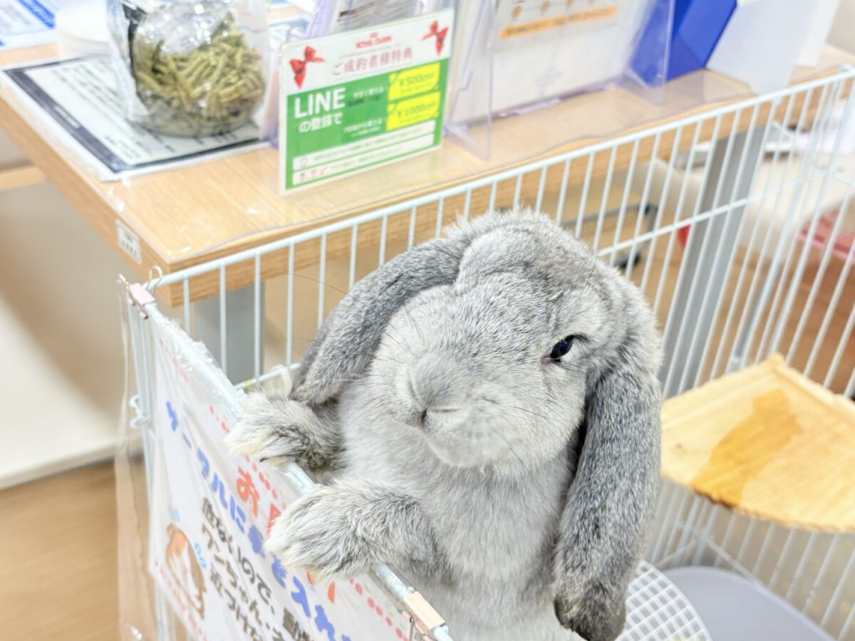 フレンチロップイヤー