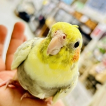 きらきら包んで✨🎀みるきぃカーテン🎀オカメインコ(パールパイド/2026年3月生まれ)