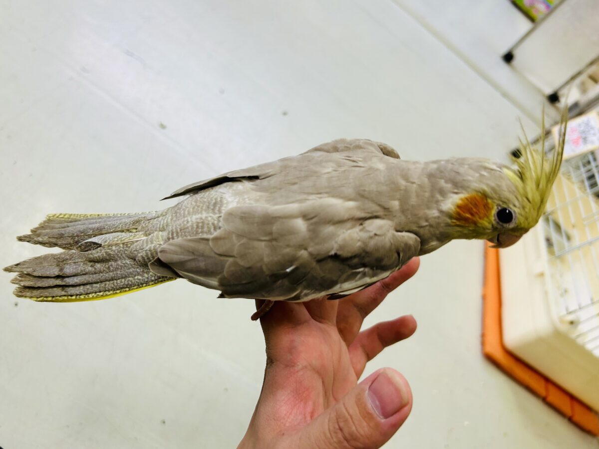 オカメインコ