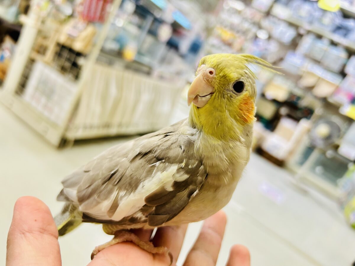 【最新画像更新☆☆】トナリ、ふんわり、まったりぃ💭💭オカメインコ(シナモン/2026年3月生まれ)