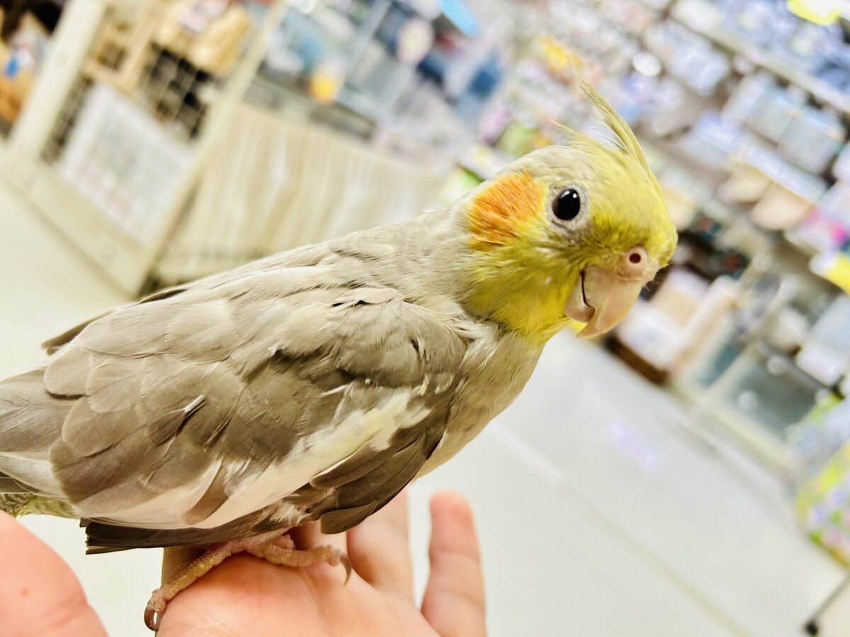 オカメインコ