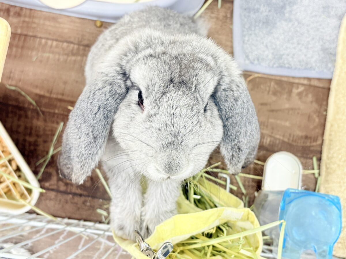 フレンチロップイヤー