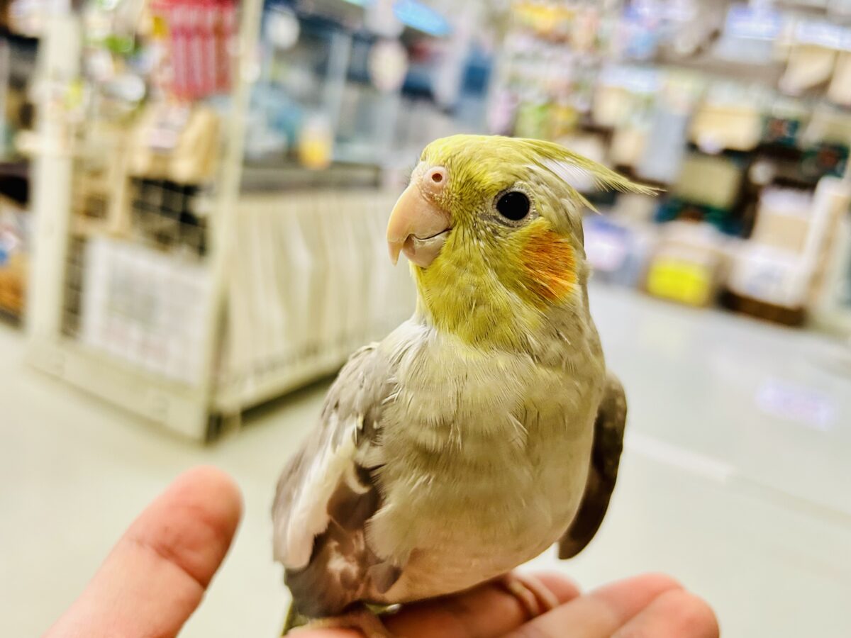 オカメインコ