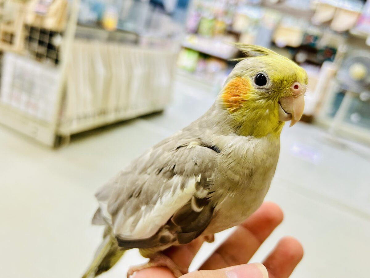 オカメインコ