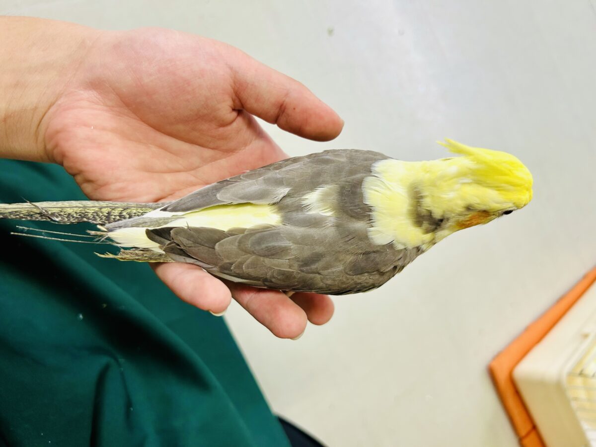 オカメインコ