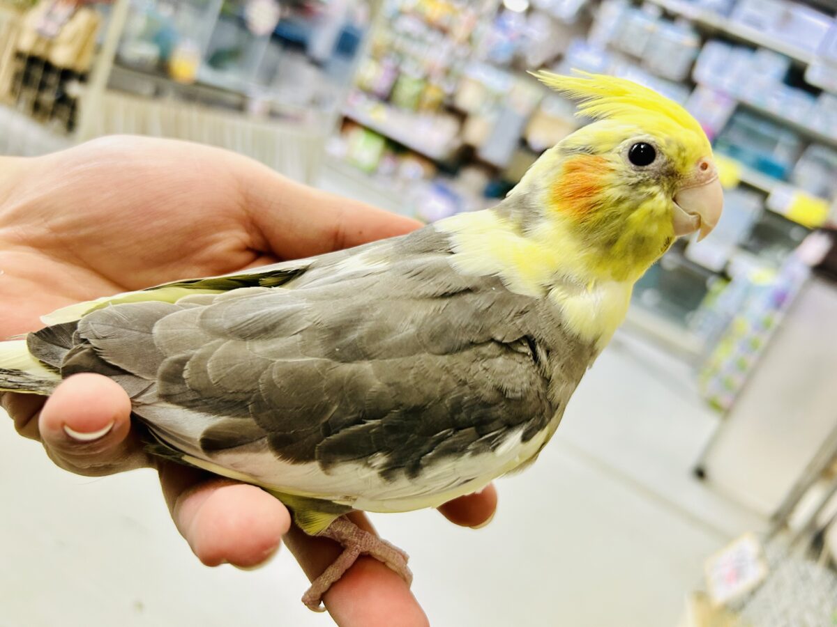 オカメインコ