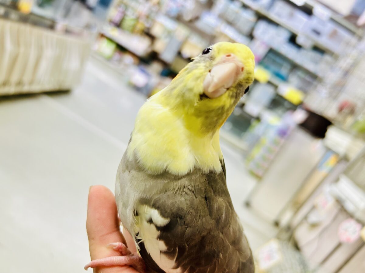 オカメインコ