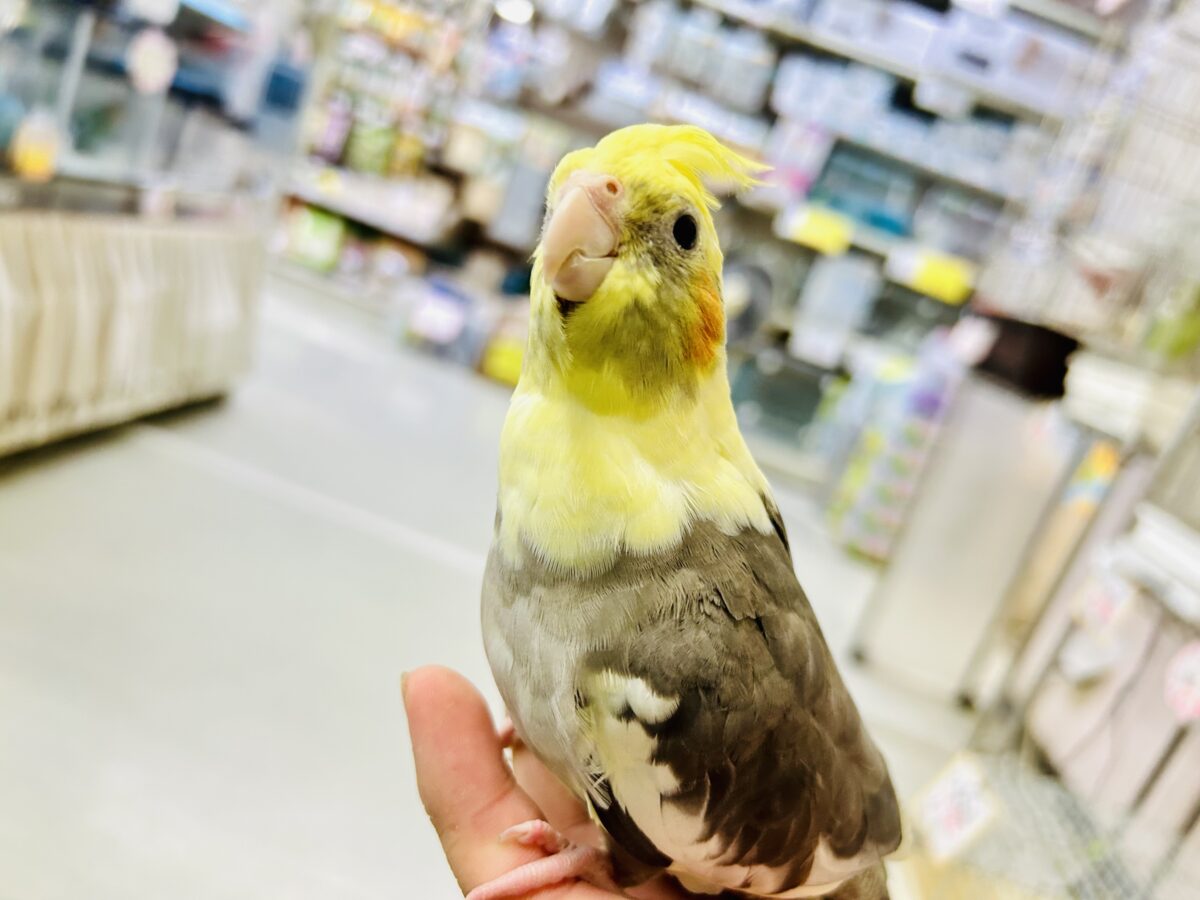 オカメインコ