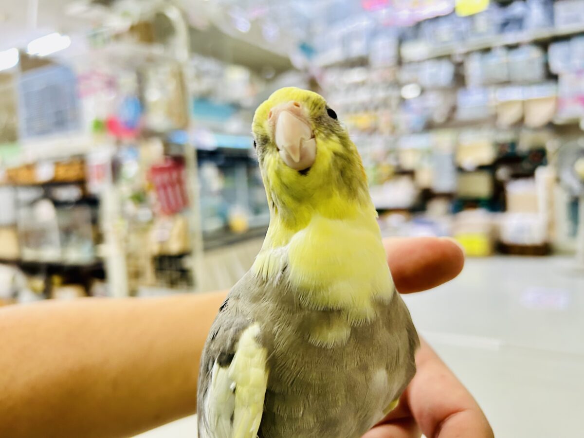 オカメインコ