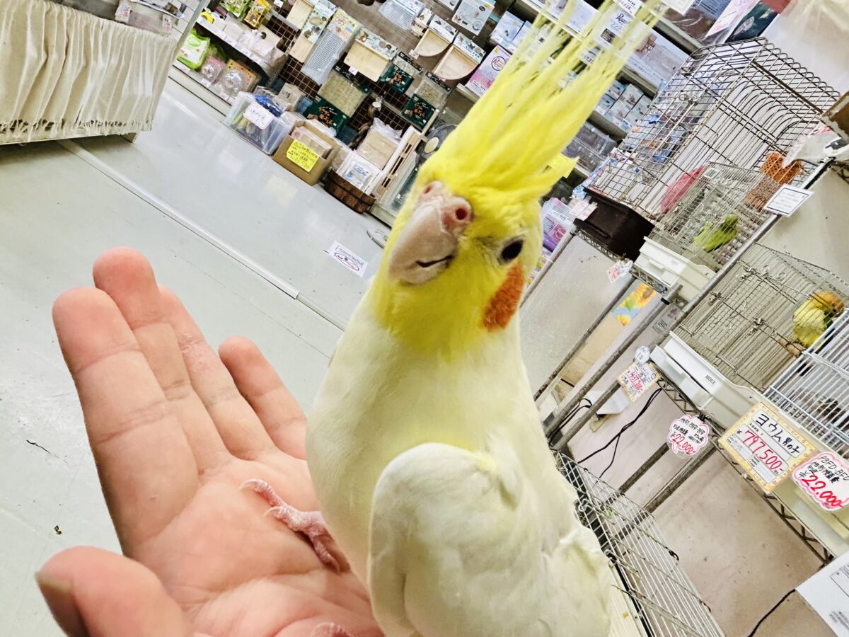 最新画像更新】ジャギジャギ⚡️みるくdeロック🎸◝✩オカメインコ