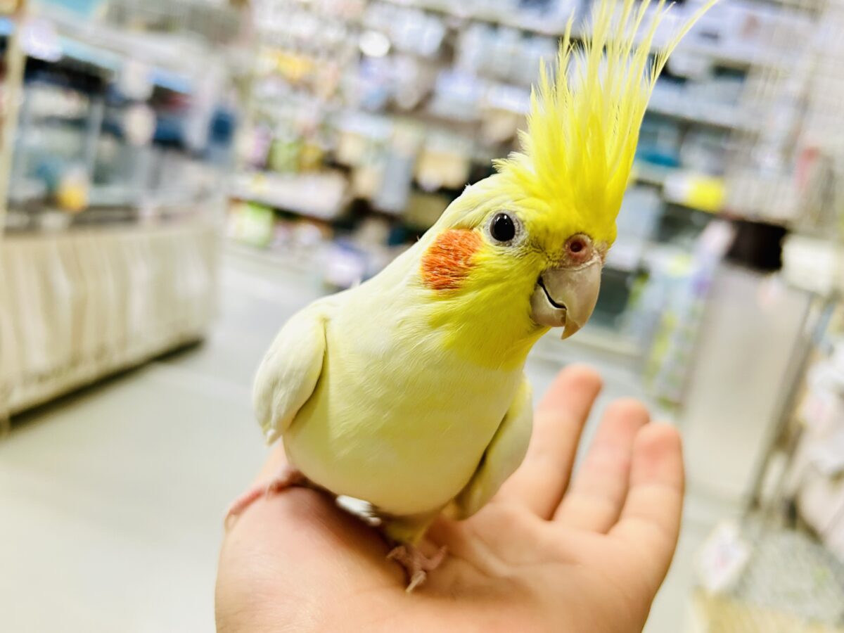 オカメインコ❤確認用です。 最新画像更新】ジャギジャギ⚡️みるくdeロック🎸◝✩オカメインコ