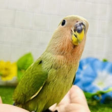【最新画像更新☆☆】目指せ完熟フェイス！！　コザクラインコ