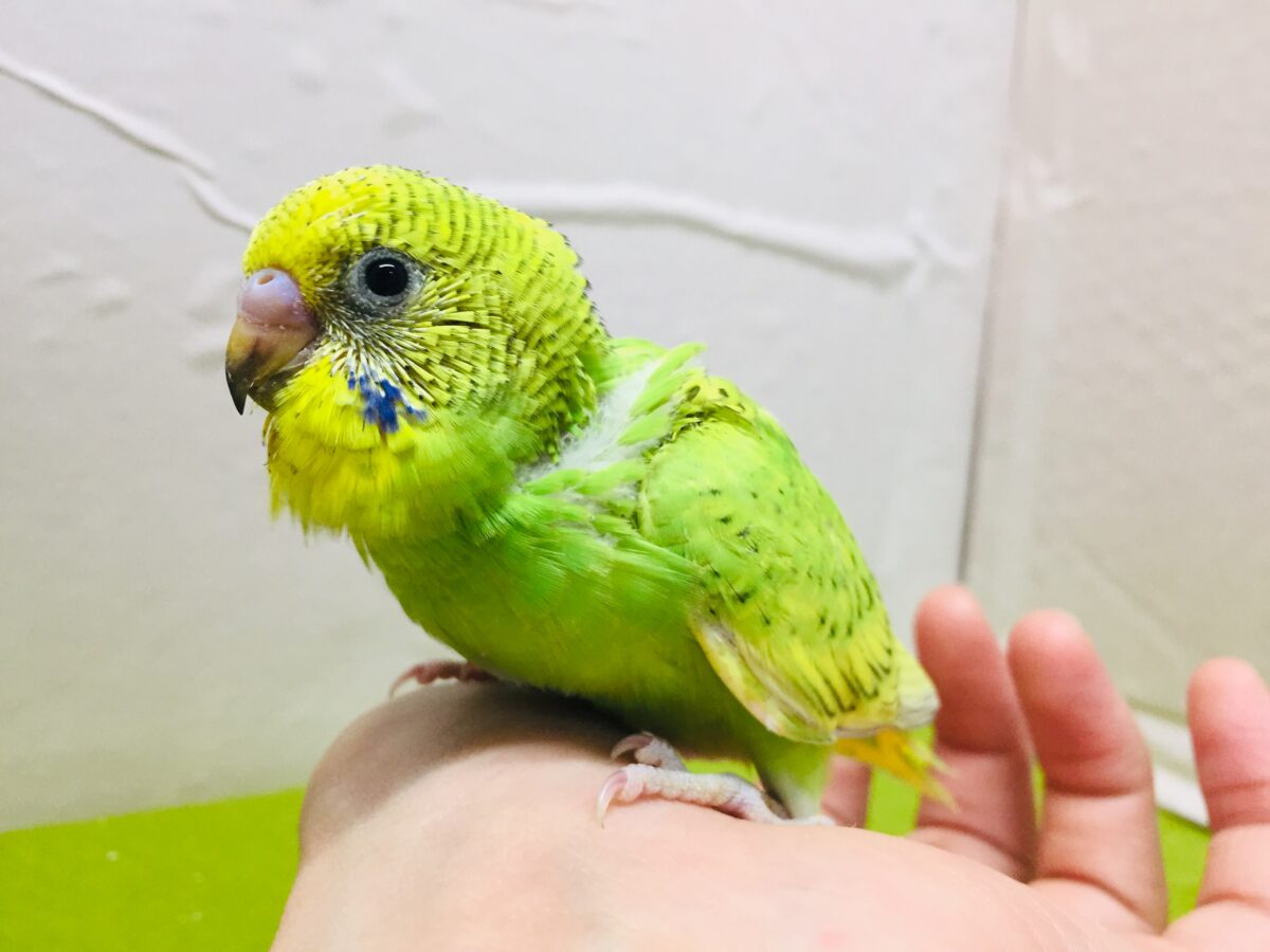 グリーンスパングルカラーのセキセイちゃんがやってきましたよ～💚💚💚　セキセイインコ