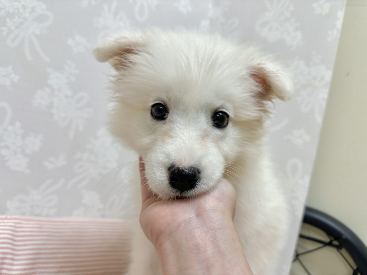 サモエド
