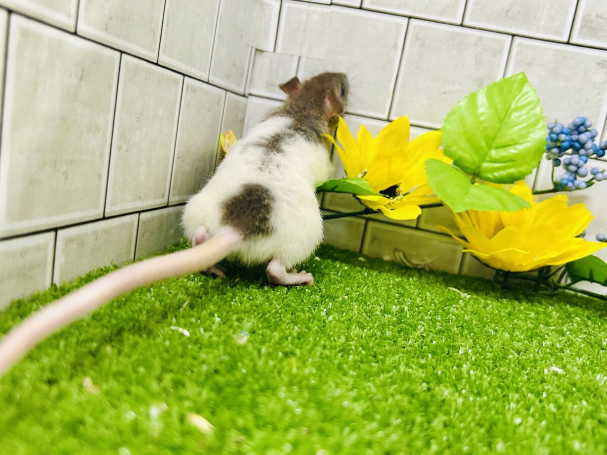 なかなか入舎は少なめのチリチリラット🐭 レッキスファンシーラット ファンシーラット