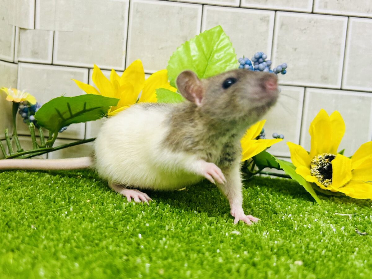 なかなか入舎は少なめのチリチリラット🐭 レッキスファンシーラット ファンシーラット