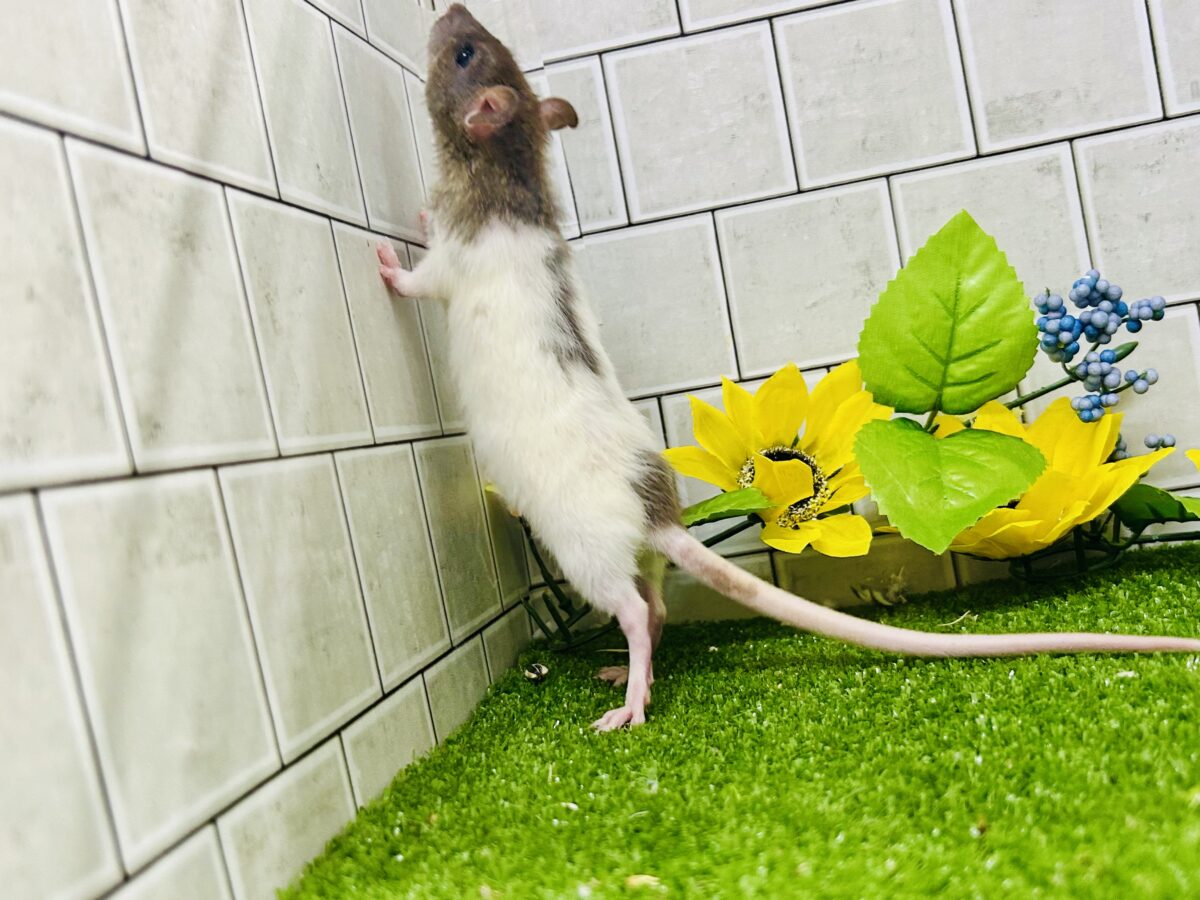なかなか入舎は少なめのチリチリラット🐭 レッキスファンシーラット ファンシーラット