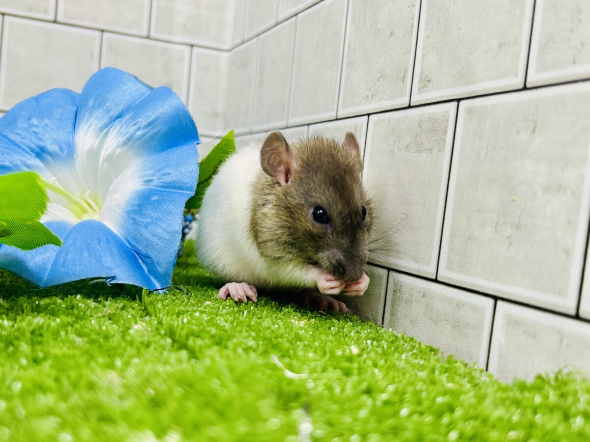 なかなか入舎は少なめのチリチリラット🐭 レッキスファンシーラット ファンシーラット
