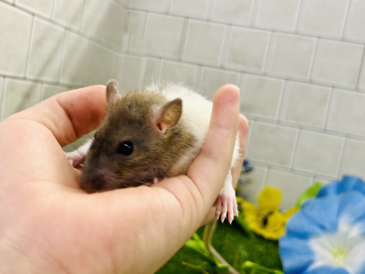 なかなか入舎は少なめのチリチリラット🐭 レッキスファンシーラット ファンシーラット