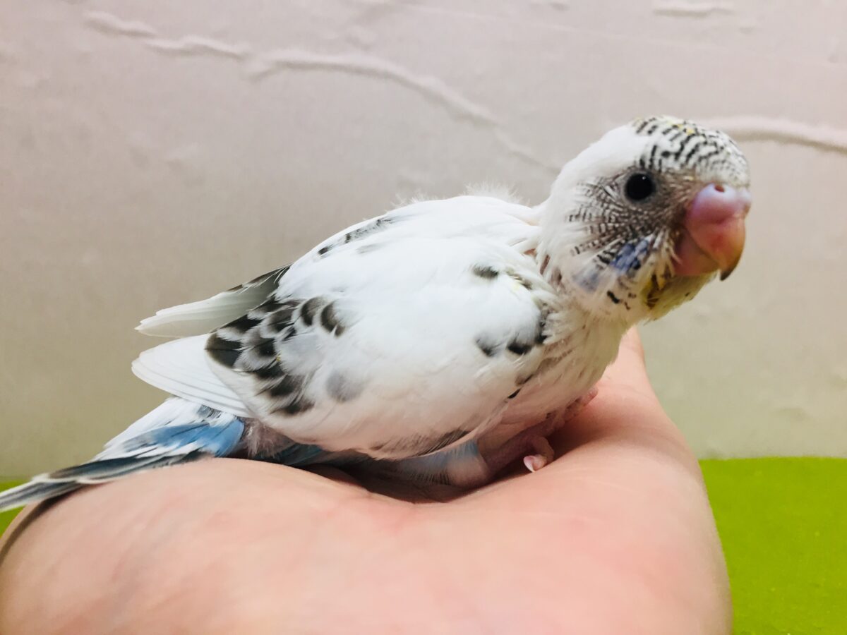 クッキークリームカラー✨✨✨　白ハルクインカラーのセキセイちゃんがやってきましたよ～( *´艸｀)💗　セキセイインコ