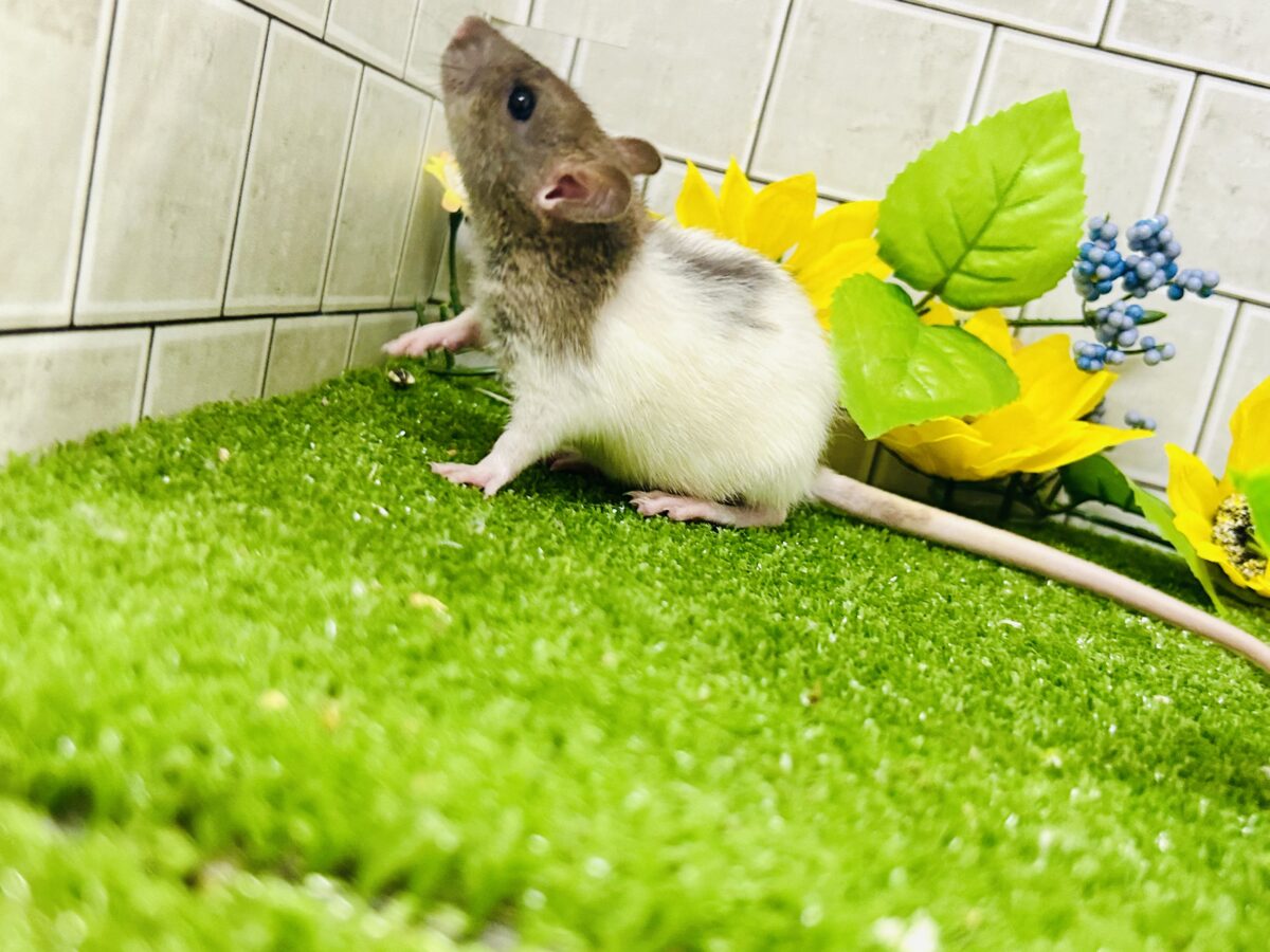 なかなか入舎は少なめのチリチリラット🐭 レッキスファンシーラット ファンシーラット