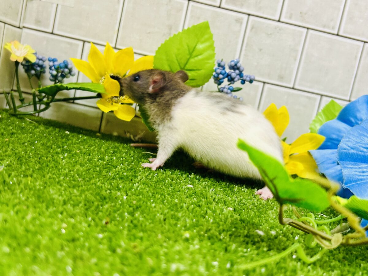 なかなか入舎は少なめのチリチリラット🐭 レッキスファンシーラット ファンシーラット