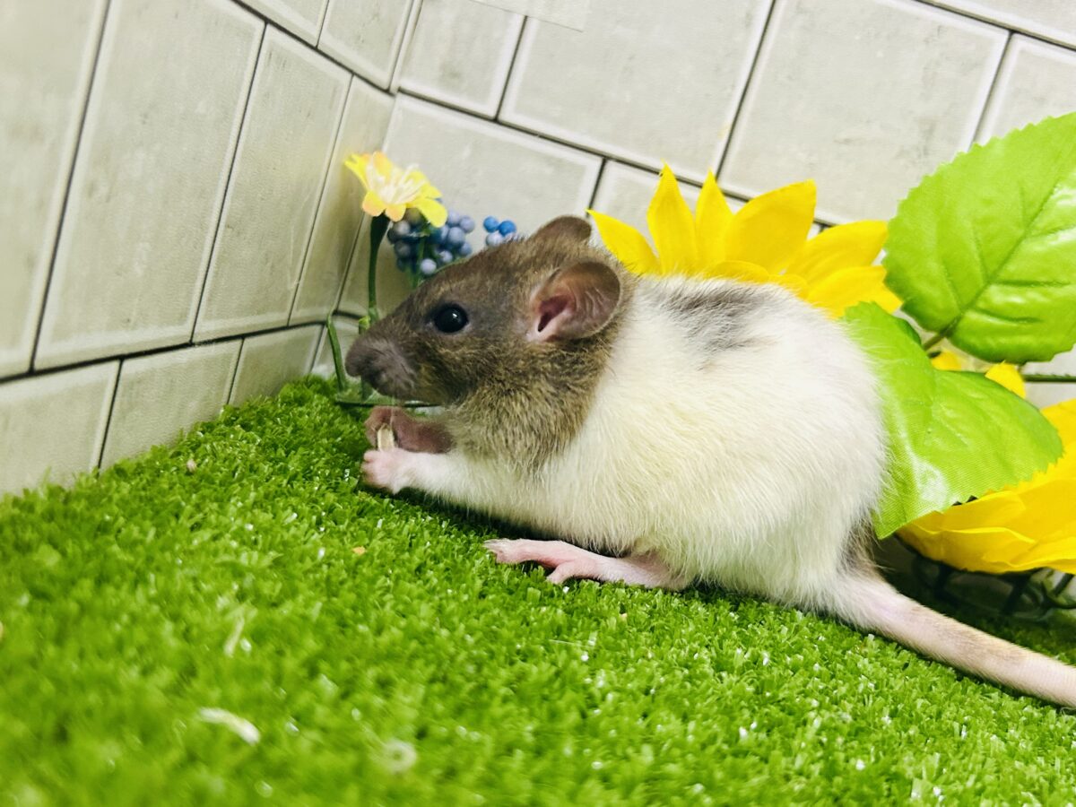 なかなか入舎は少なめのチリチリラット🐭 レッキスファンシーラット ファンシーラット