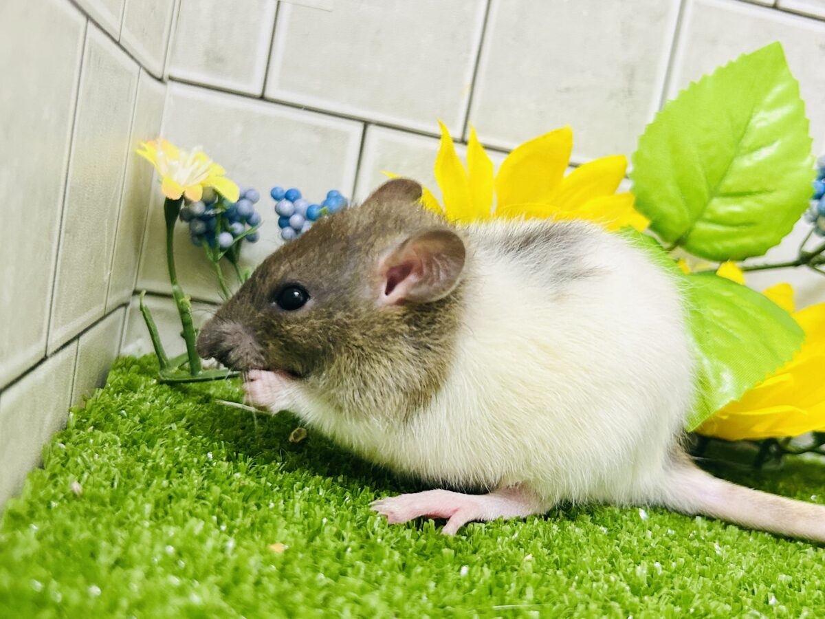 なかなか入舎は少なめのチリチリラット🐭 レッキスファンシーラット ファンシーラット
