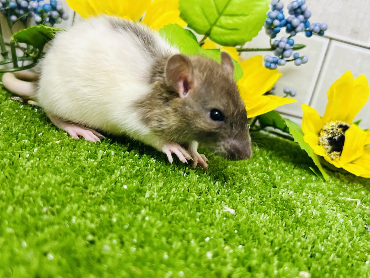なかなか入舎は少なめのチリチリラット🐭 レッキスファンシーラット ファンシーラット