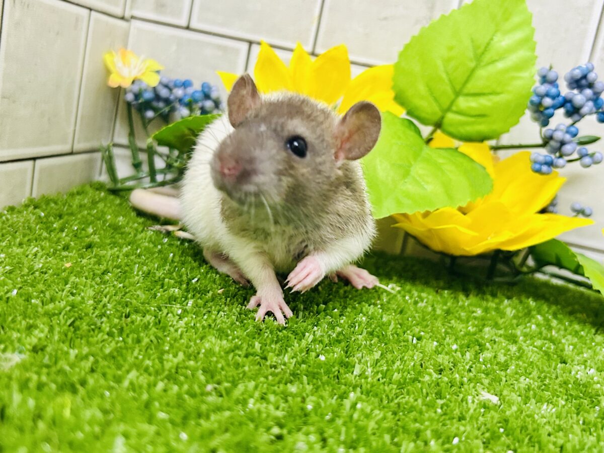 なかなか入舎は少なめのチリチリラット🐭 レッキスファンシーラット ファンシーラット
