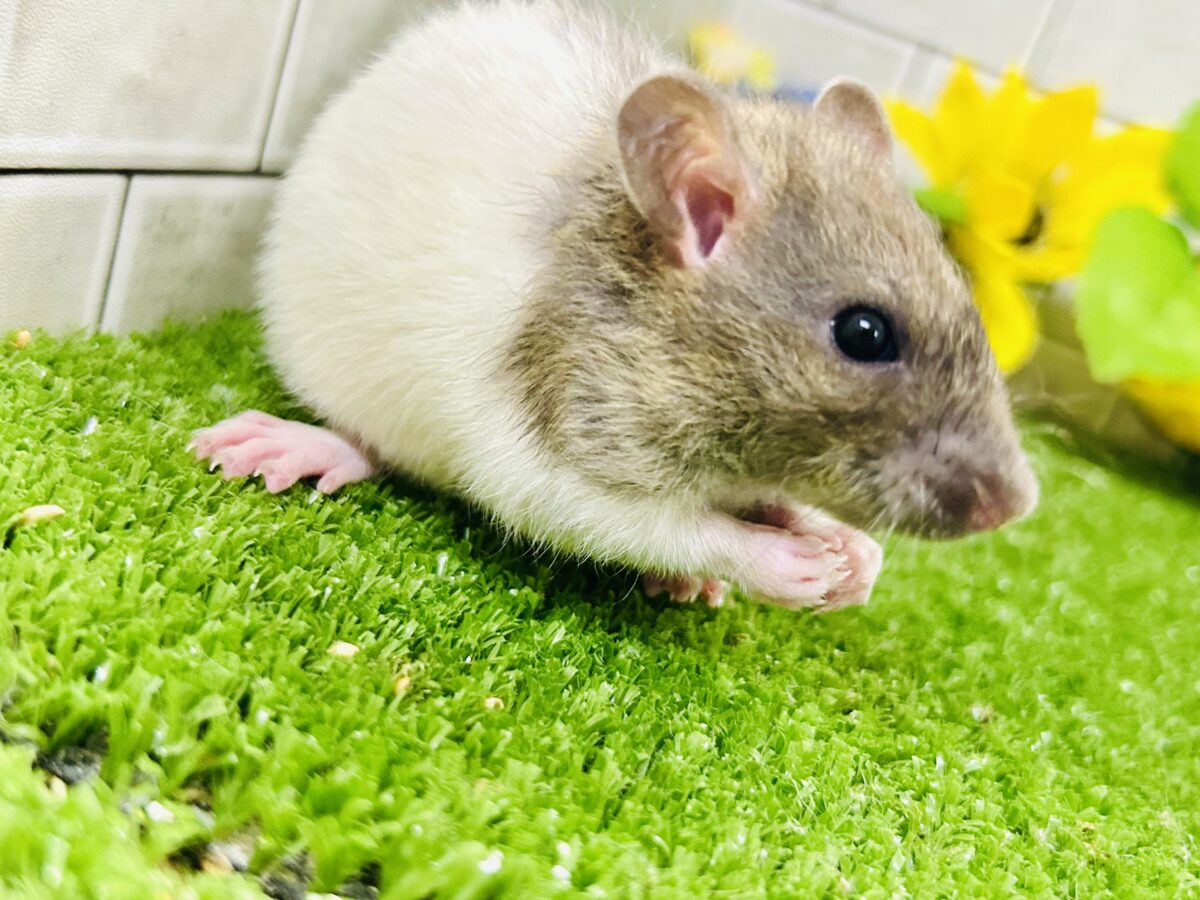 なかなか入舎は少なめのチリチリラット🐭 レッキスファンシーラット ファンシーラット