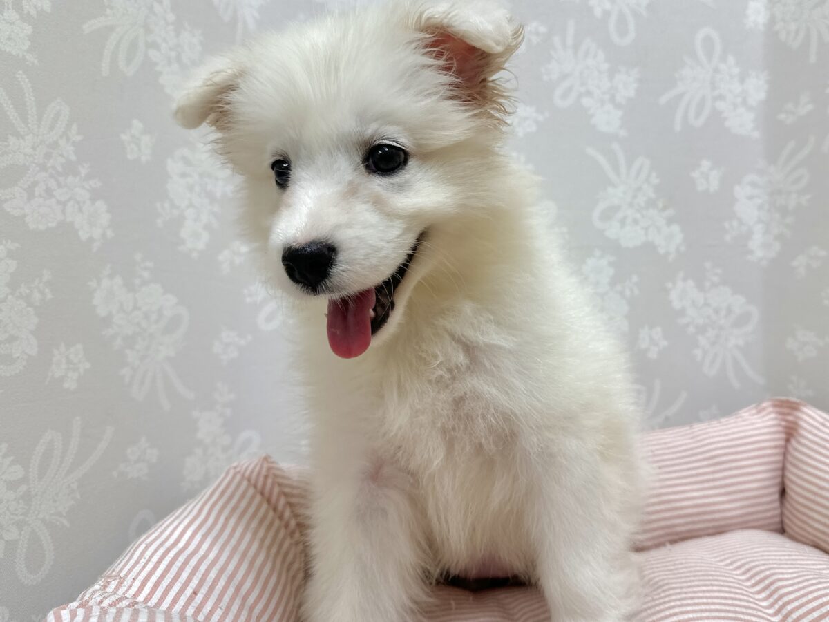サモエド