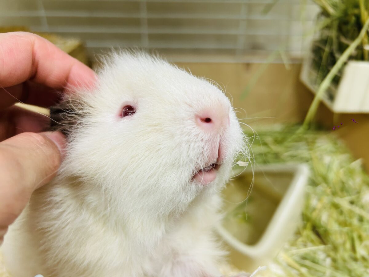 テディモルモット
