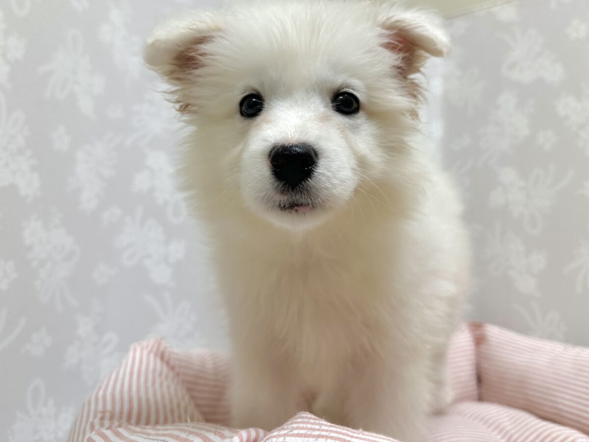 サモエド