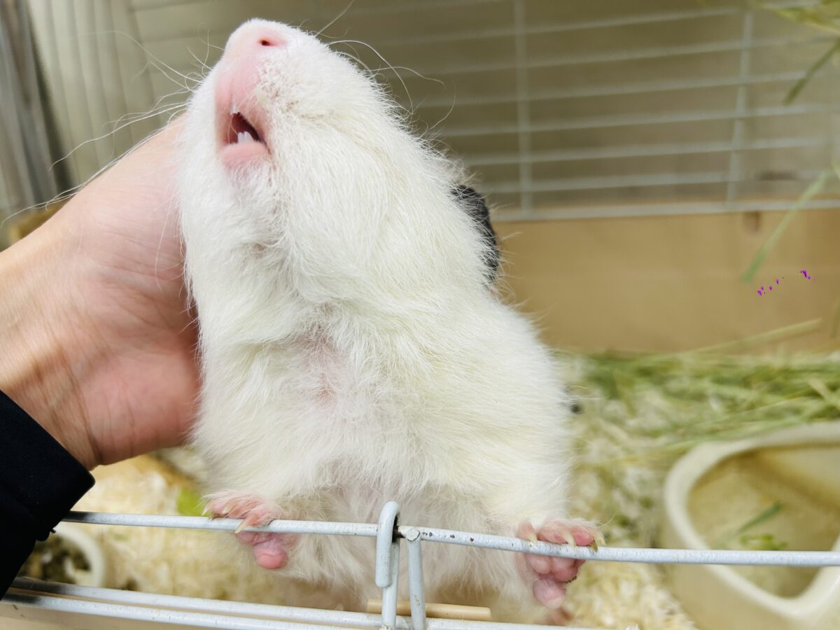テディモルモット