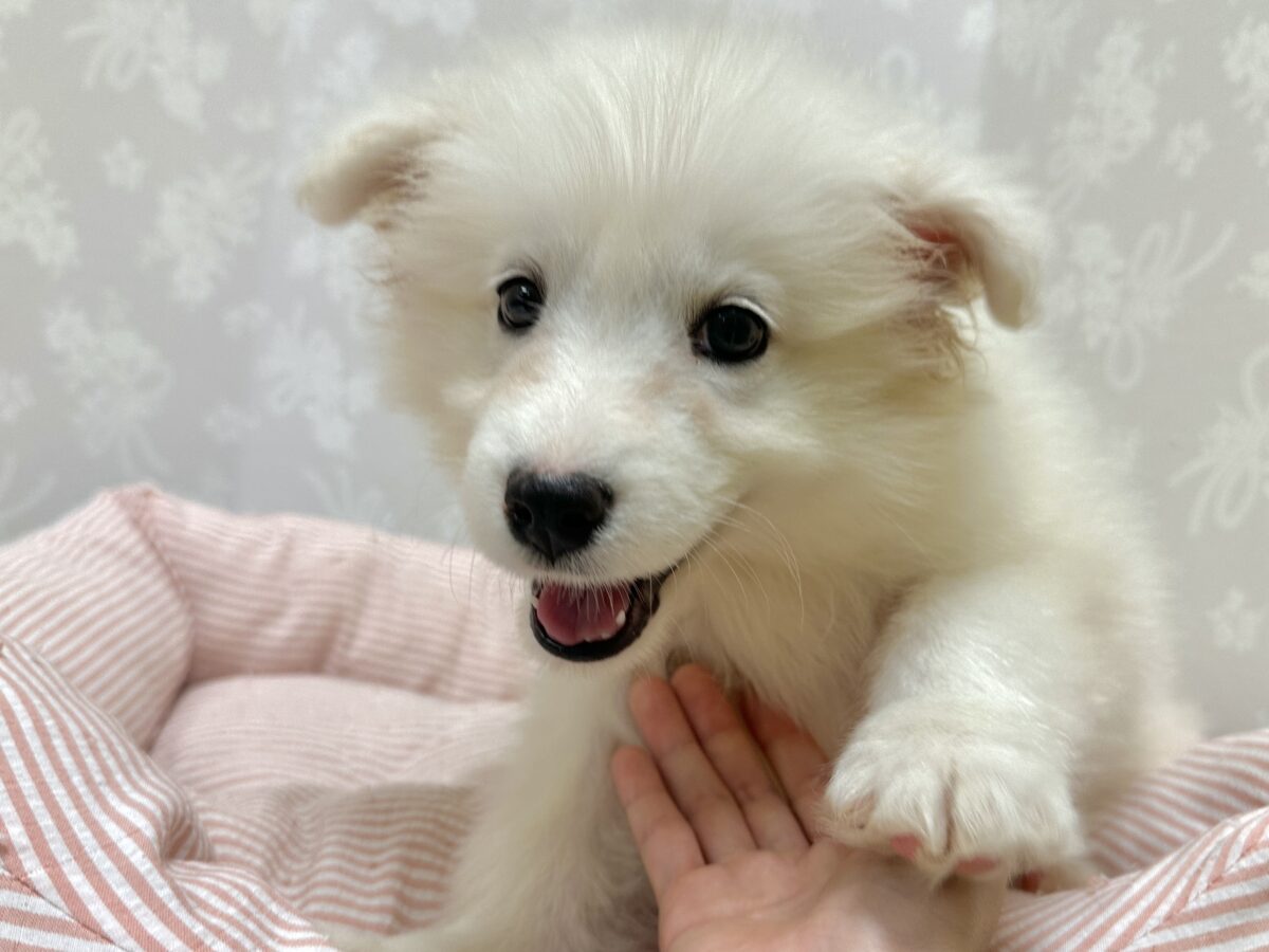 サモエド