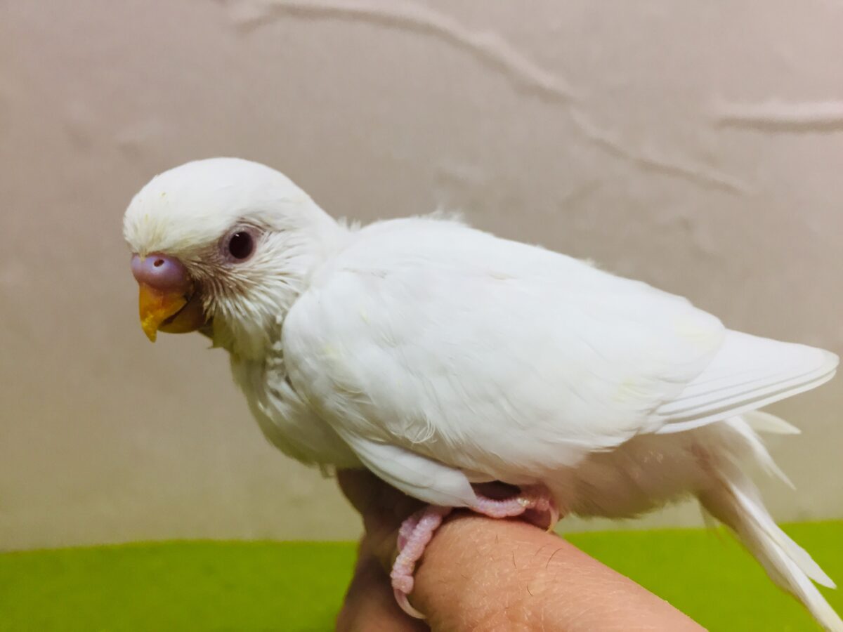 アルビノカラーのセキセイちゃんがやってきましたよ～⛄⛄⛄　セキセイインコ
