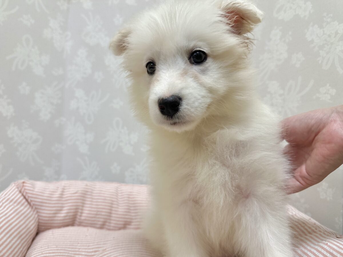 サモエド